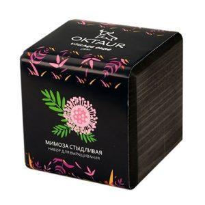 Набор для выращивания «Small village cube «Мимоза стыдливая»