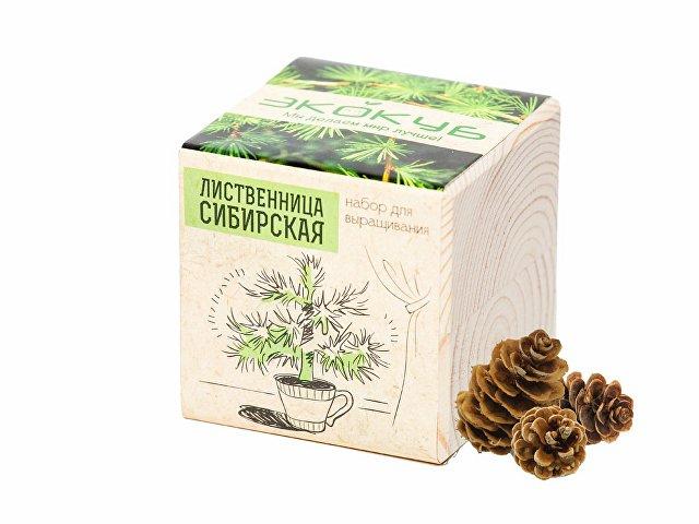 Набор для выращивания «Лиственница Сибирская» Набор для выращивания «Лиственница Сибирская»