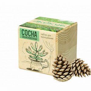 Набор для выращивания «Сосна обыкновенная»